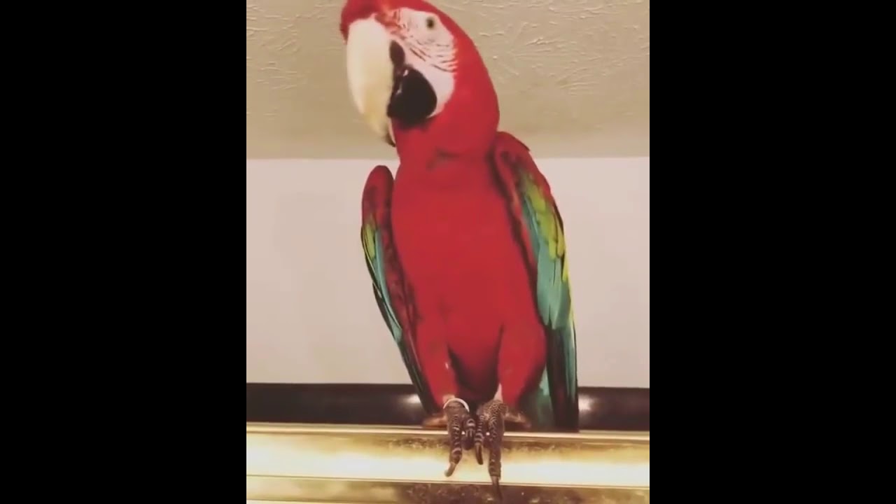 Funny Dancing Parrot