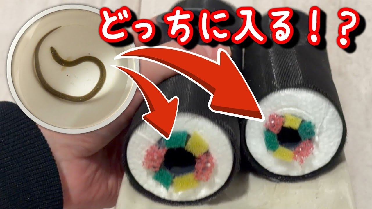 【節分水槽】うなぎの習性検証！長い恵方巻きと短い恵方巻き…うなぎが選んだのは意外な方だった！