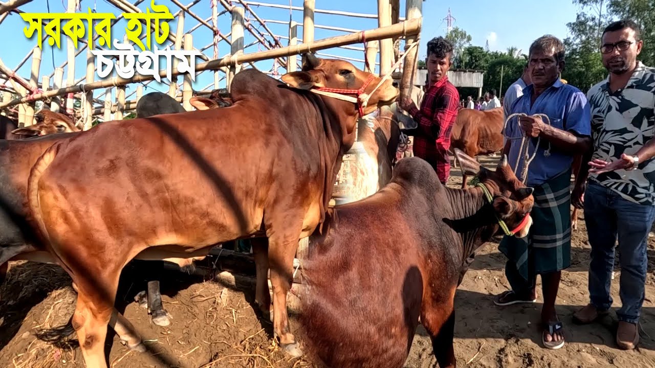 চট্টগ্রাম জেলায় গরু মহিষের জন্য বিখ্যাত সরকার হাট | Cow Market in Chittagong