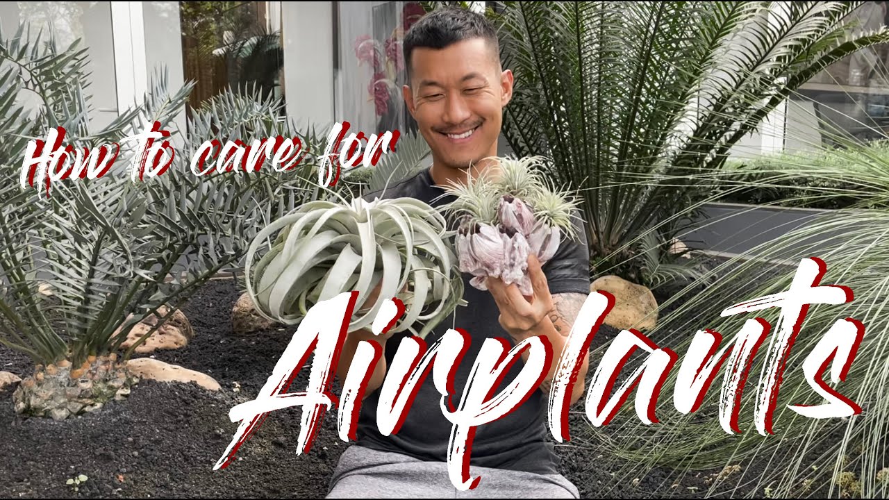 Tillandsia / Airplants care and propagation