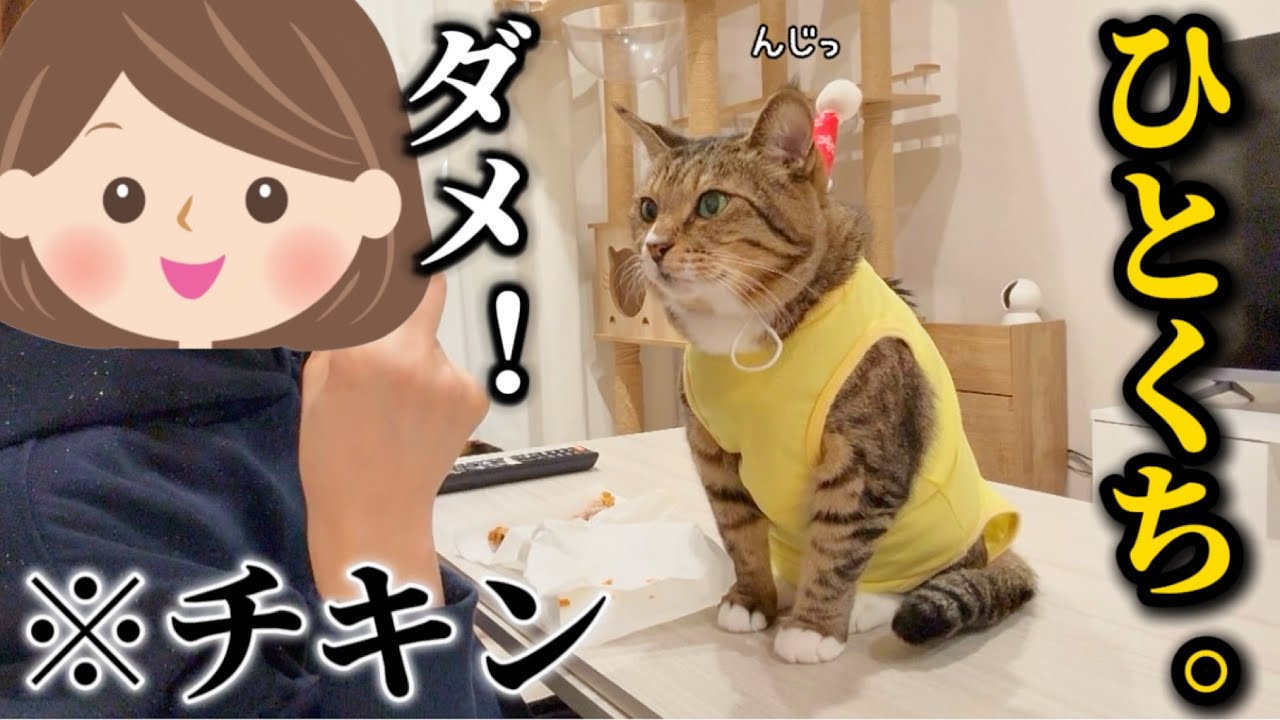元ボス猫を家族に迎えたらお裾分けしてもらえないと真ん前に来て至近距離でアピールしてくる食い意地モンスターでした