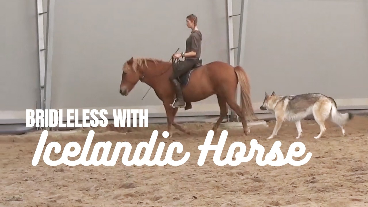 BRIDLELESS WITH ICELANDIC HORSE