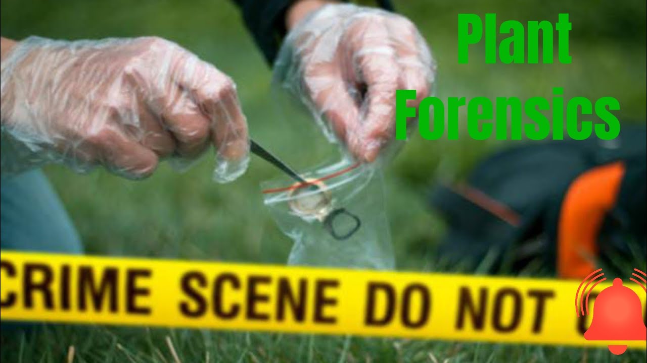Forensic Botany: The Unexpected Role of Plants in Crime Solving