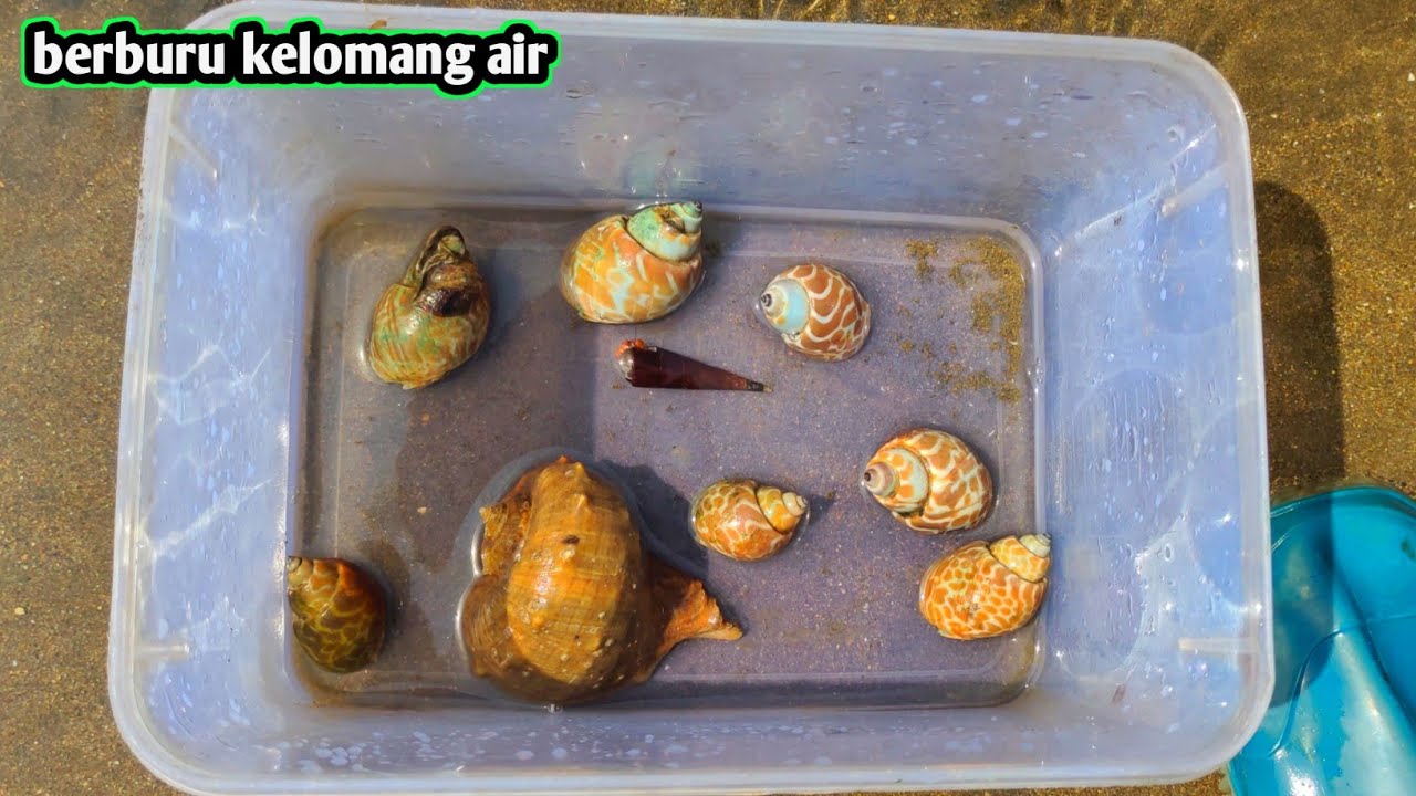 Selokan ini habitat kelomang air 