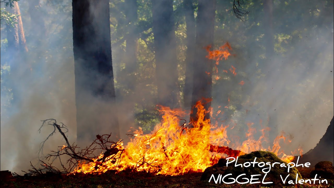Feu de broussaille dans la forêt à Obermorschwihr