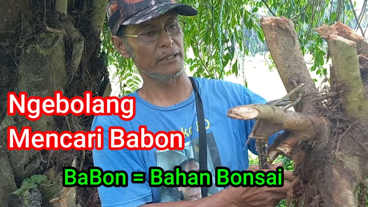 Ngebolang mencari BaBon FIGUS BENJAMINA | SNIPER Siantar