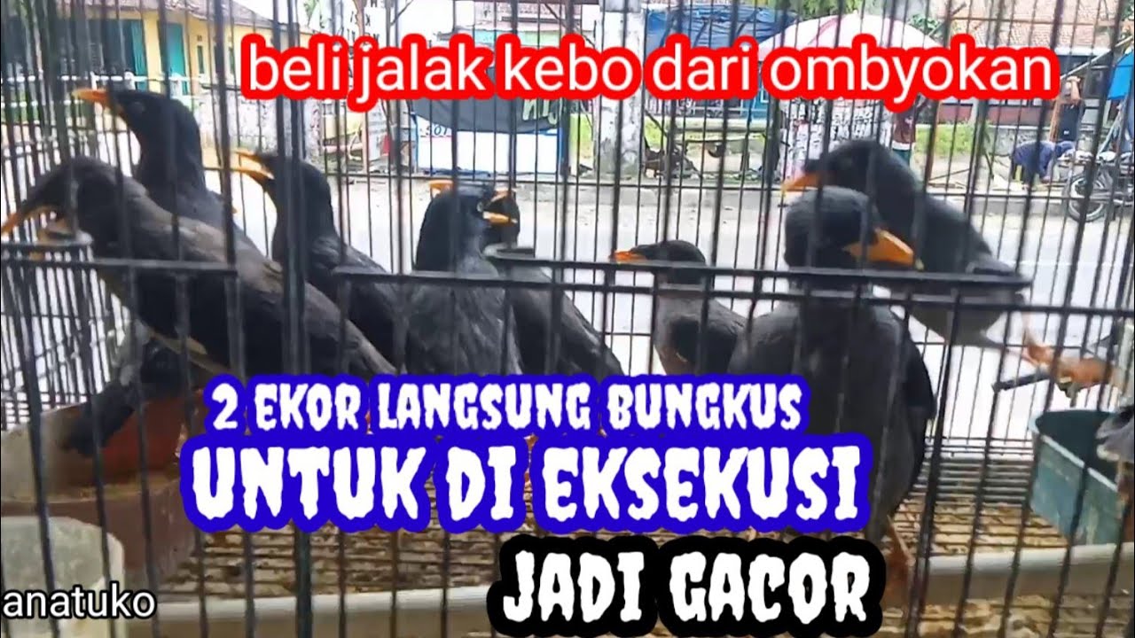 beli burung jalak kebo dari ombyokan 2 ekor langsung bawa pulang