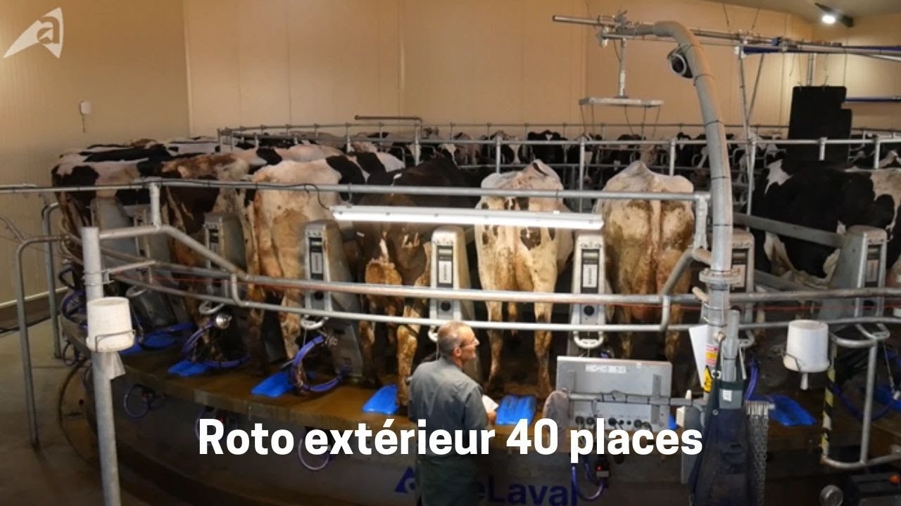 Traite dans une exploitation équipée d'un roto extérieur 40 places