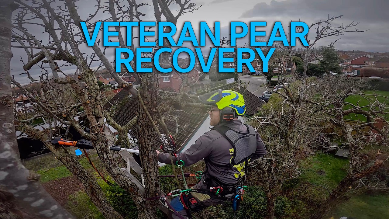 Veteran Pear Recovery Pruning 