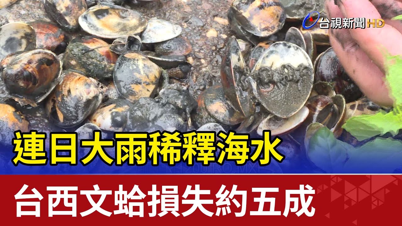 連日大雨稀釋海水 台西文蛤損失約五成