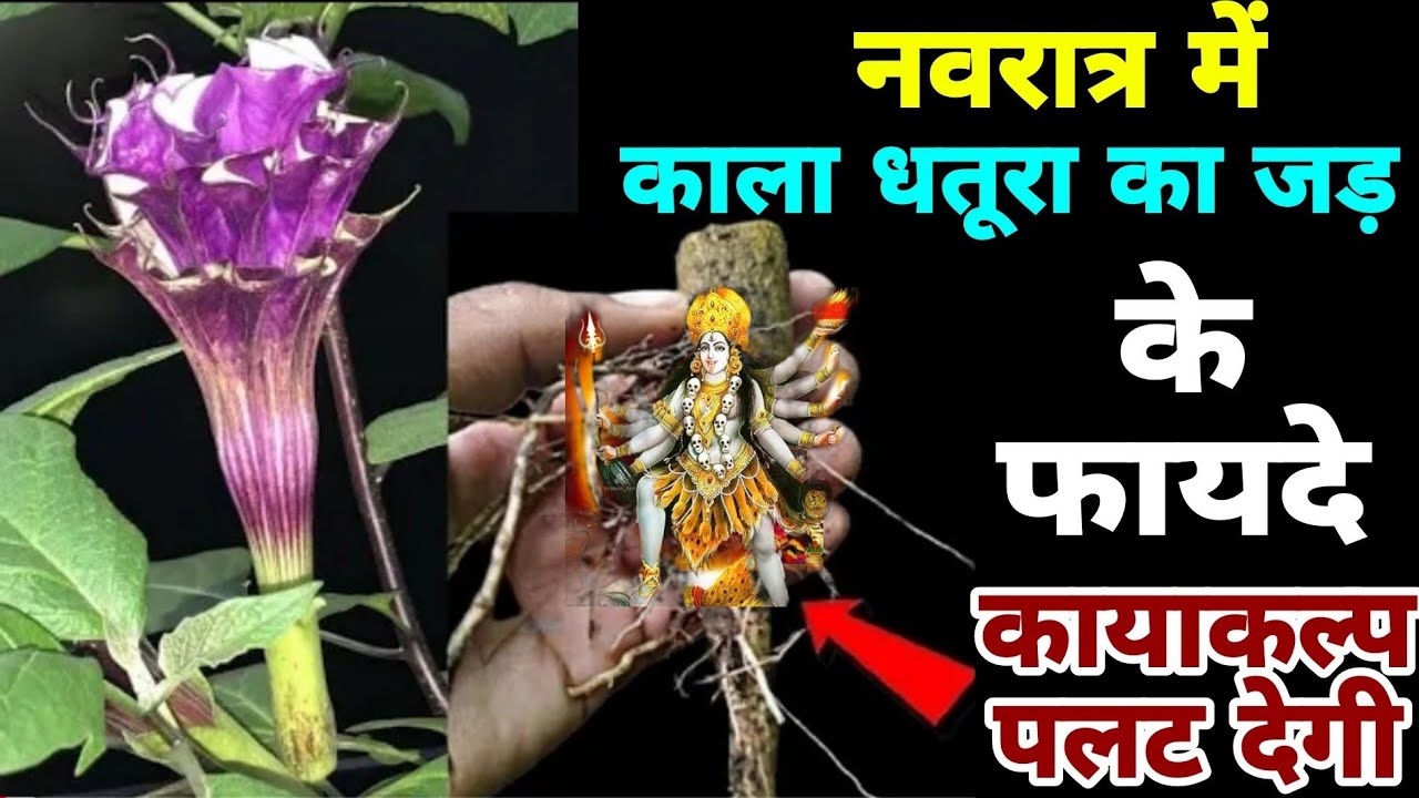 लाखो नहीं करोड़ों का है यह काला धतूरा का उपाय, आपके जन्मों की गरीबी को तत्काल करेगा खत्म। Vastu Tips