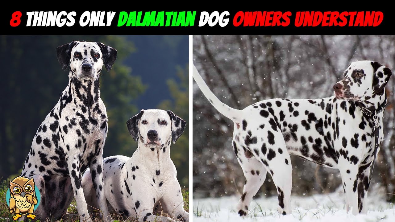 8 Dalmatian Owner Struggles (that are too real)