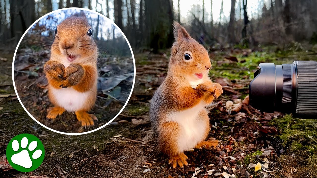 I Put My Camera in the Forest and the Squirrels Started Posing 📸 🐿️