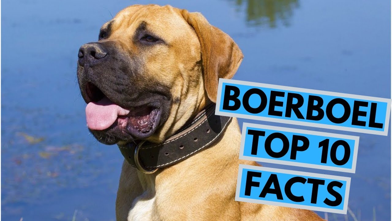 Boerboel - TOP 10 Interesting Facts