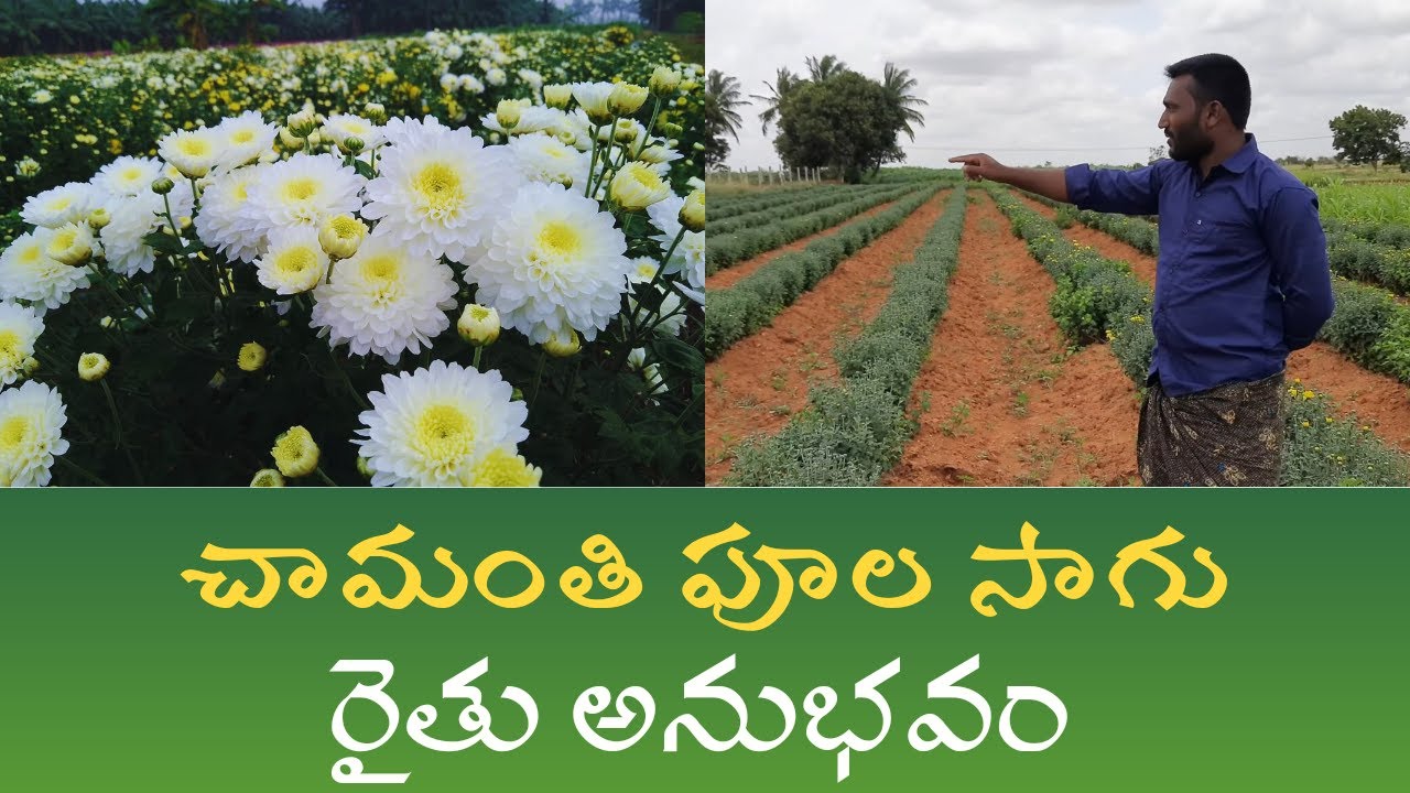 చామంతి పూలసాగు రైతు అనుభవం | Chamanthi Cultivation | #trending #viral #chamanthi #RythuBata
