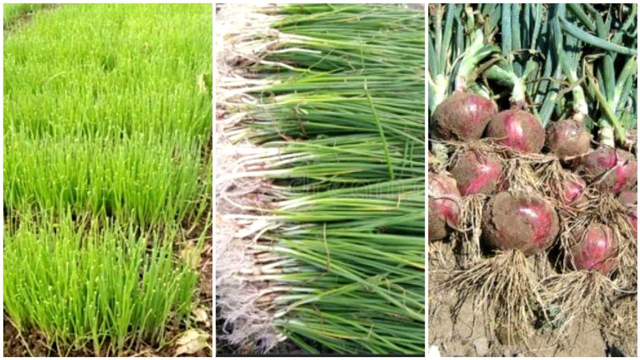 Onion Nursery, Onion Nursery Farming | Onion Farming in Pakistan 