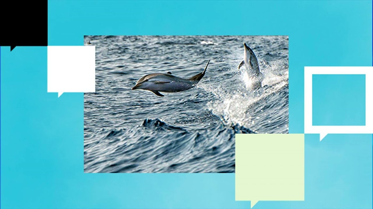 The Treaty That Could Save the Ocean