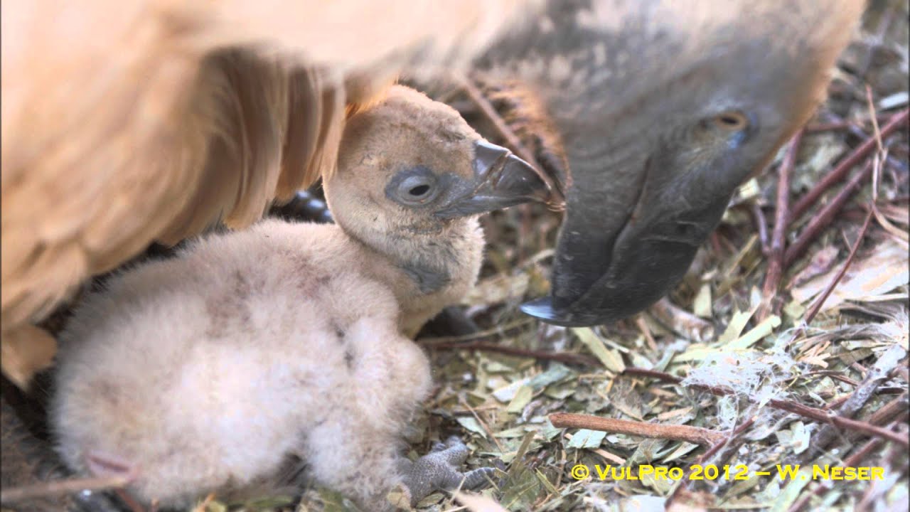 Cape Vulture (Gyps coprotheres) captive-breeding and release