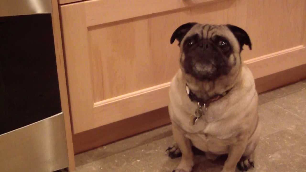 FUNNY PUG HOWLING !!