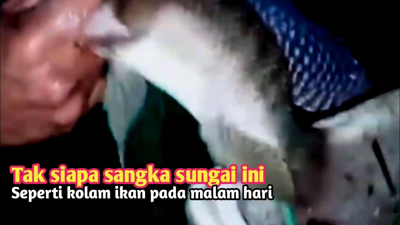 Jala ikan malam hari siapa sangka sungai ini terlalu banyak ikan besar 