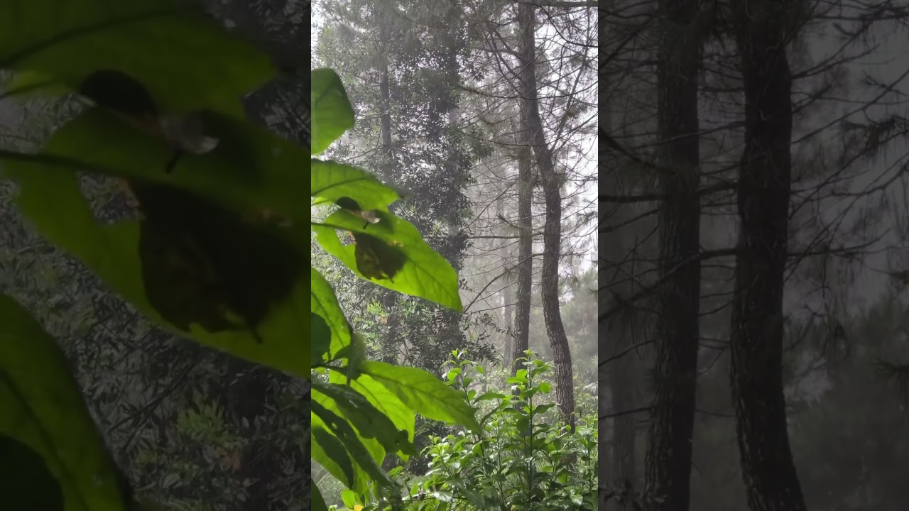 sound of rain and thunderstorm #soundofrain #rainsounds #relaxing #rain #campingrain