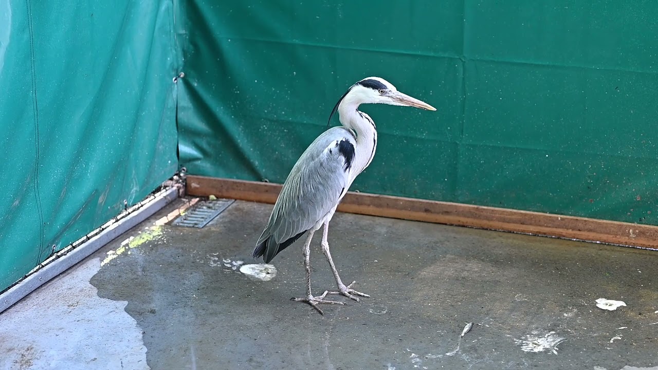 Op bezoek bij Vogelopvang de Wulp in Den Haag