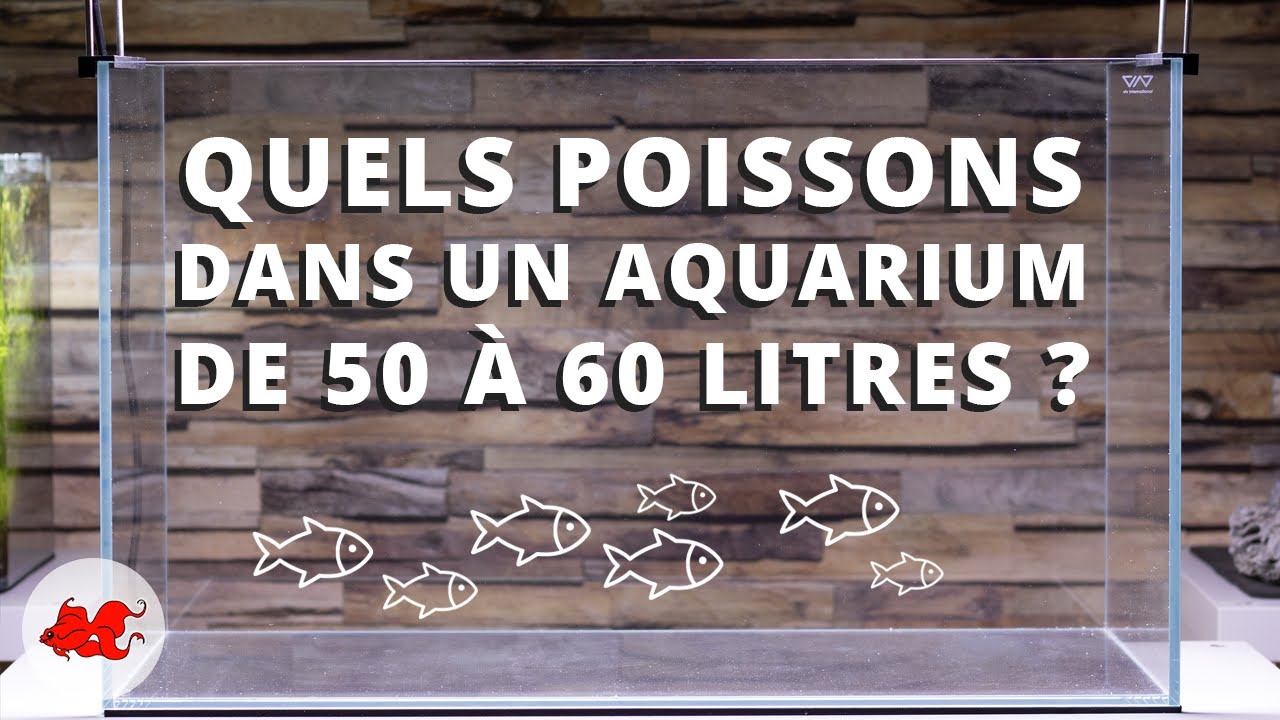 Quels poissons pour aquarium 60 litres ?
