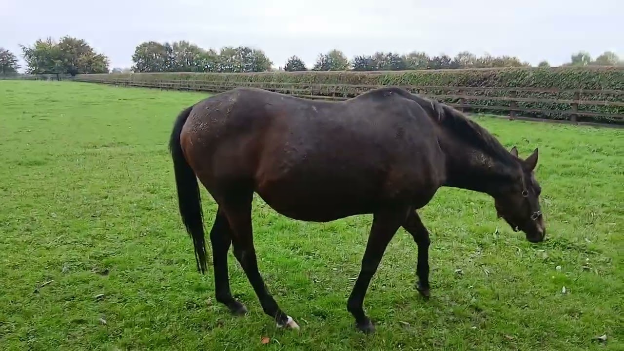 The Irish National Stud 2025 Season 2025-10-11 Saturday\From Phone, video 4