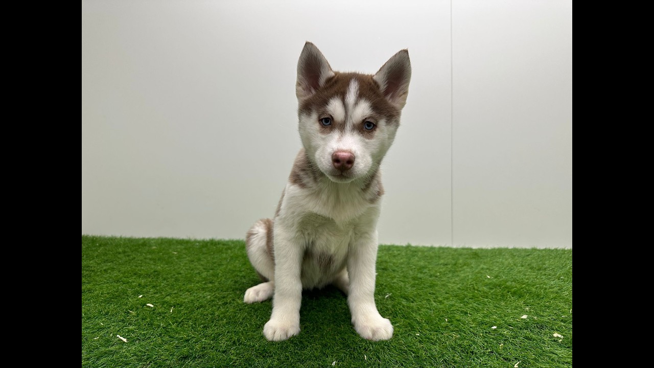 🐶 Siberische husky 🐶 teefje 🐶 PUP ID 000979034 🐶