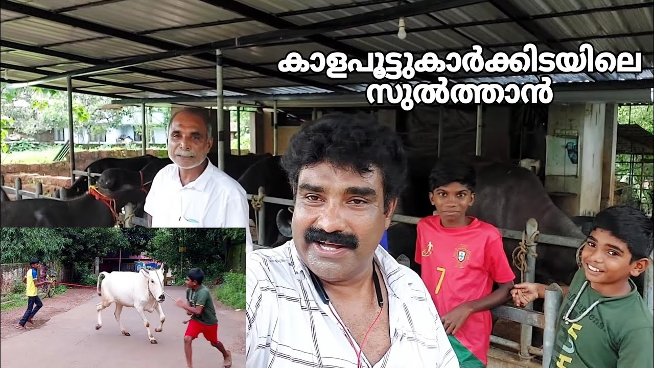 വീറും വാശിയും നിറഞ്ഞ ´കാള പൂട്ടി`ലെ പിന്നാമ്പുറ കഥകൾ, ഈ മക്കൾക്കും പറയാനുണ്ട് | KALAPOOT |BULLRACE|