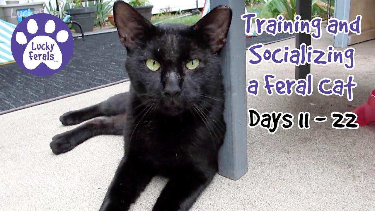 Training And Socializing A Feral Cat * Part 2 * Days 11 - 22 * Cat Video Compilation