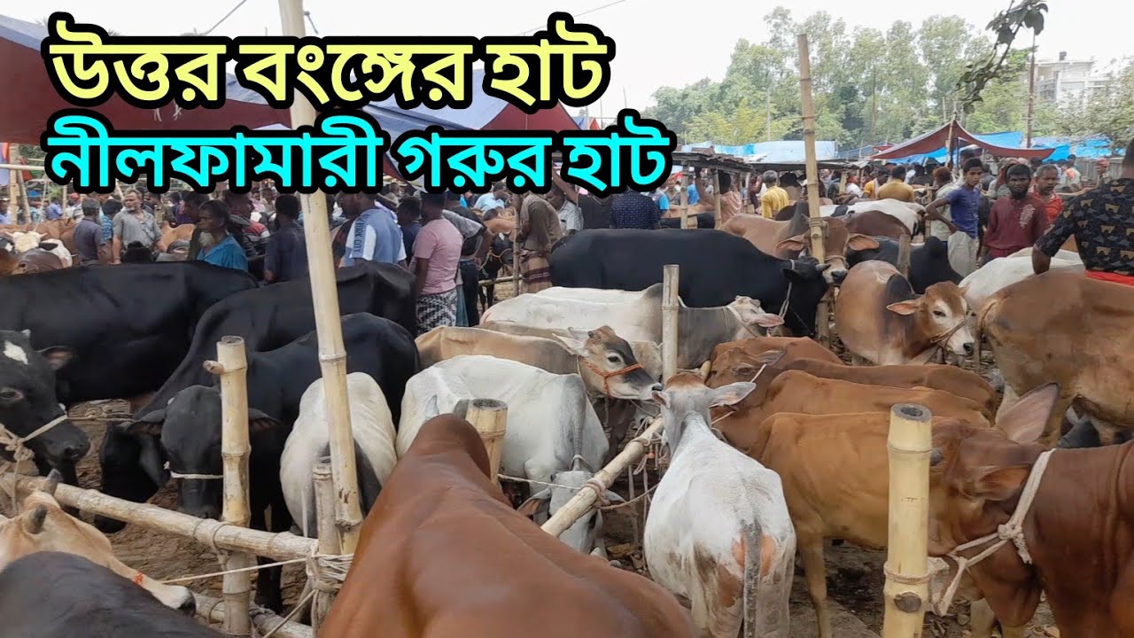 নীলফামারী গরুর হাটে উন্নত মানের খামারের জন্য কোয়ালিটি সম্পুর্ন দেশাল ষাড়।  Cow Market Nilphamari।