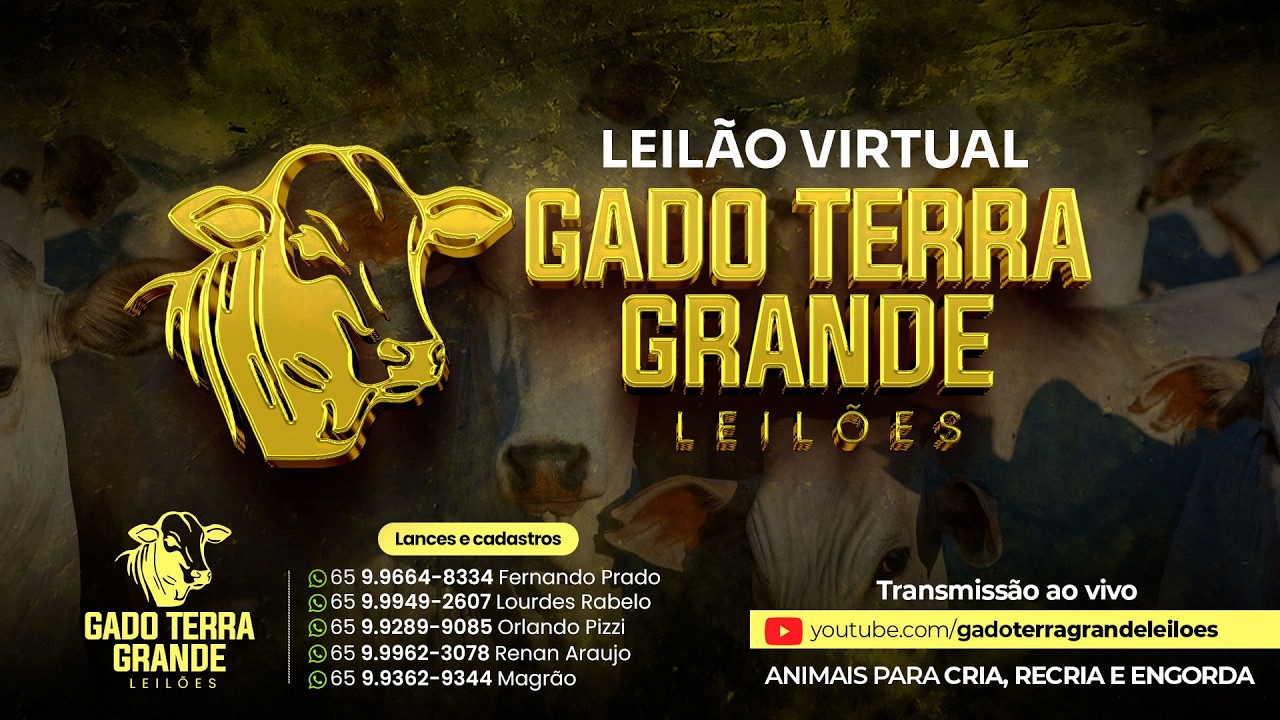 Leilão Virtual Gado Terra Grande 11.03.26