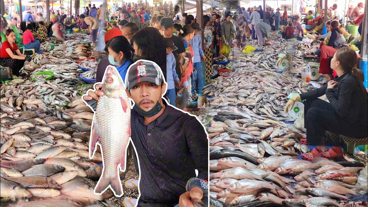 ផ្សារពន្លៃ ចូលពាក់កណ្ដាលខ្នើតត្រីរឹតតែសំបូរខ្លាំងថ្ងៃនេះរាប់តោន 🐟😲 || TAT SOKKΕΑ - ΚΗ [Ep. 1123]