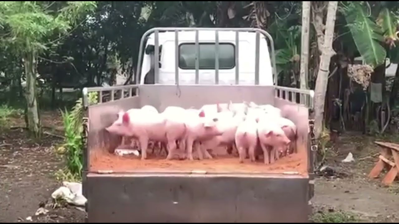 Paano ang bentahan ng biik sa batangas 🐖