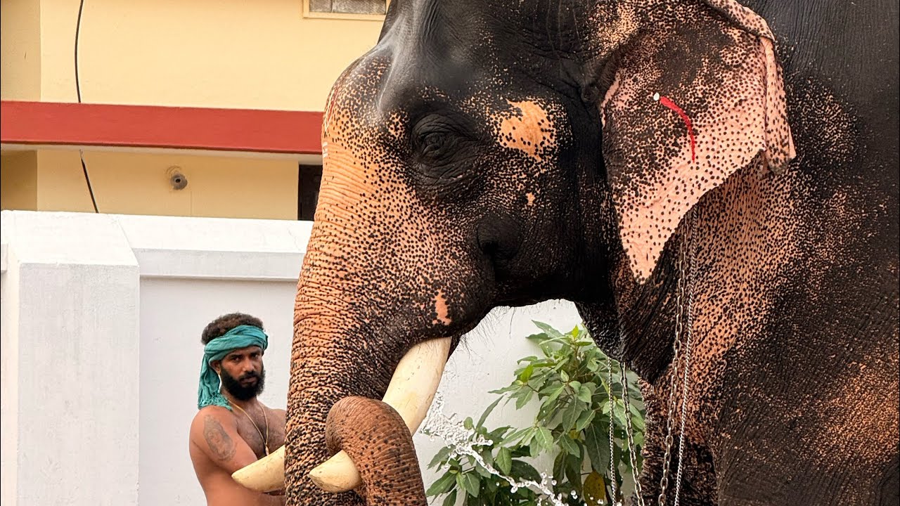 പല്ലാട്ട് ബ്രഹ്മദത്തൻ 🐘 മീനാട് വിനായകൻ 🐘 ഗുരുജിയില്‍ ശിവനാരായണന് 🐘 പുതുപ്പള്ളി അർജുനൻ 🐘