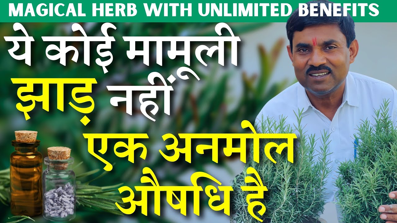 ये कोई मामूली झाड़ नही ये एक अनमोल औषधि है || MAGICAL HERB WITH UNLIMITED BENEFITS || Rosemary Plant