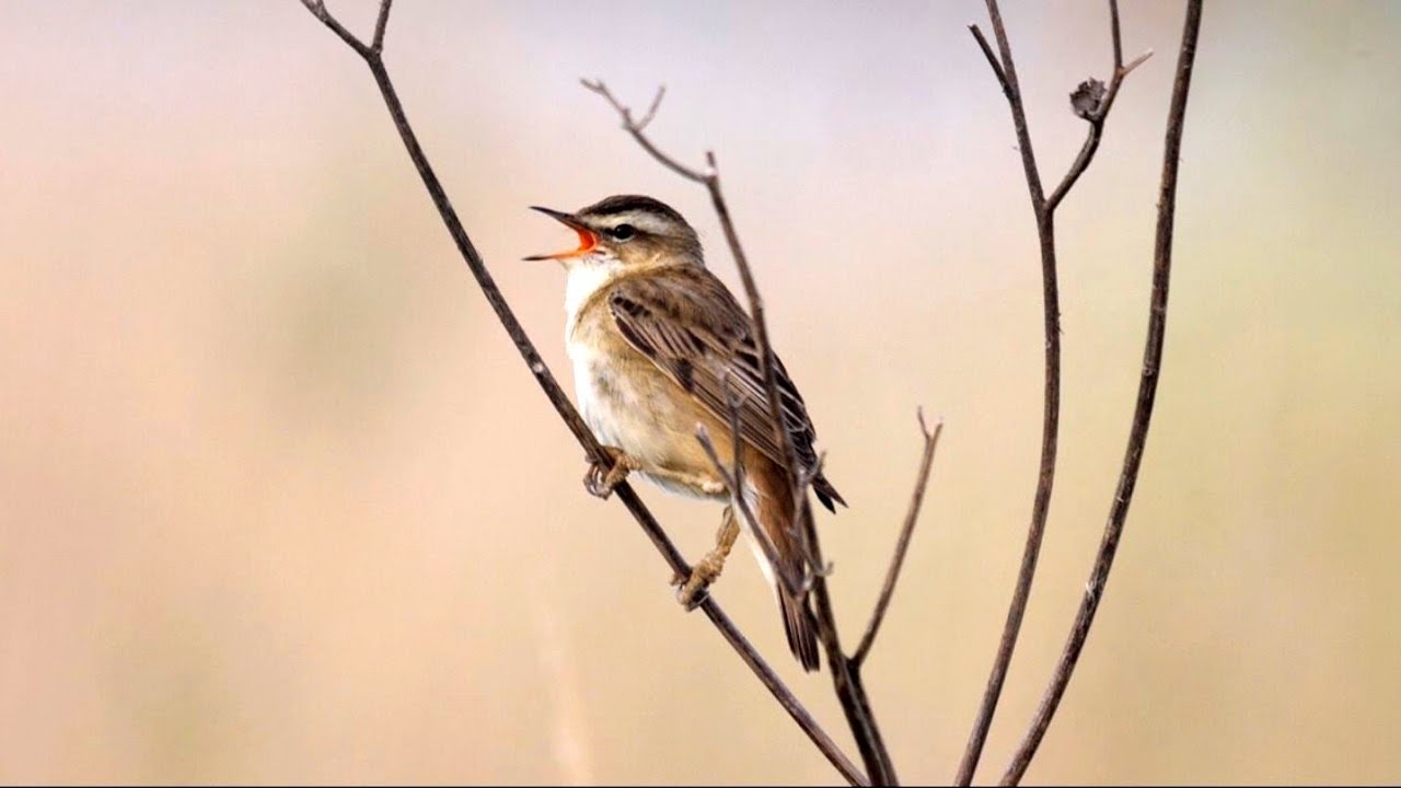 Sedge Warbler Singing