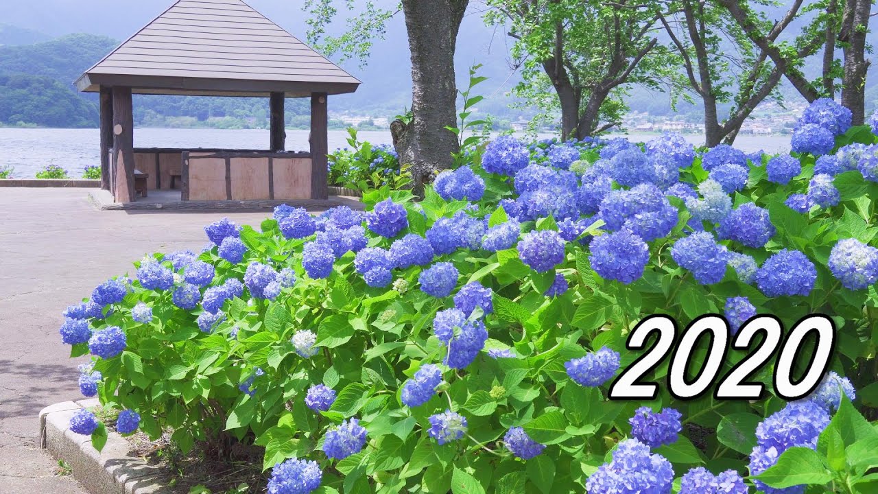 2020 湖畔に咲くアジサイ / 河口湖 八木崎公園 [4K] #Kawaguchiko #Hydrangea