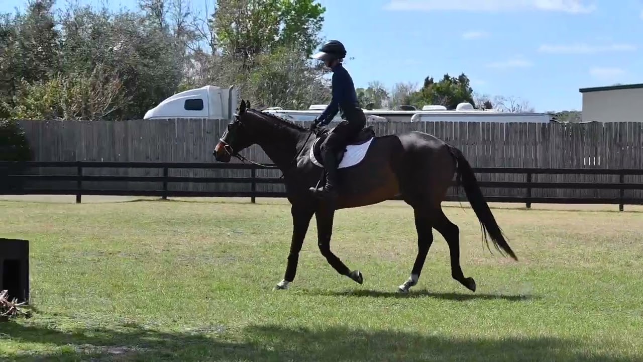 Irish 7 yr old TB gelding-Flat