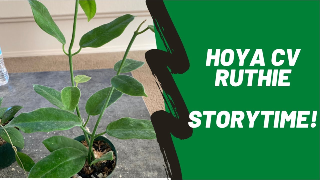 Hoya CV Ruthie/Storytime/Root Rot/Plant Care