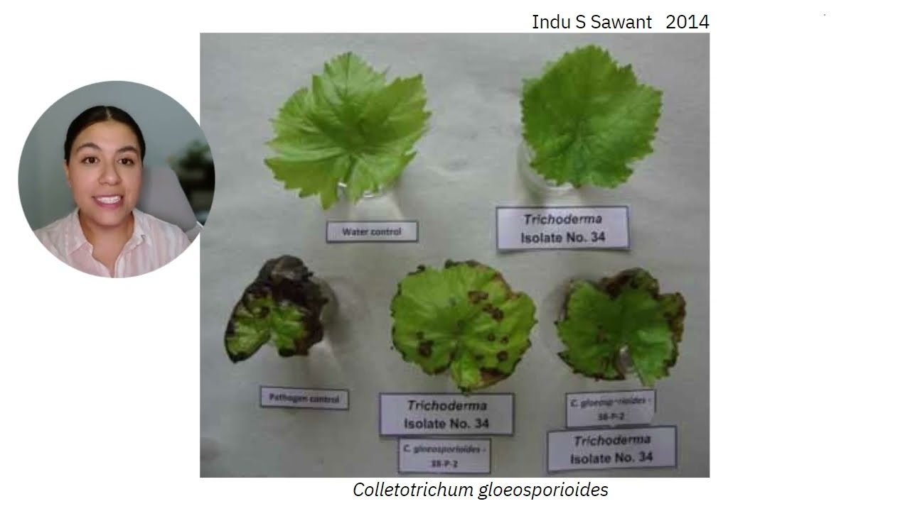 Aplicaciones foliares de Trichoderma spp