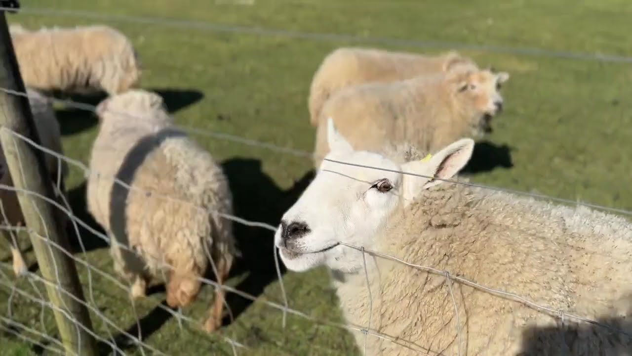 Fancys Farm in Weymouth