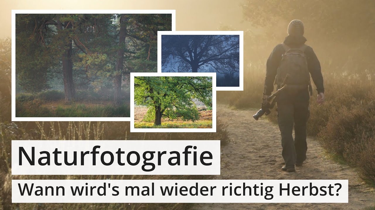 Naturfotografie: Wann wird's mal wieder richtig HERBST? BÄUME mit und ohne NEBEL | OM System OM-1