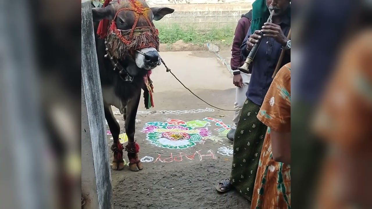 Gangireddu savvadi at my home 