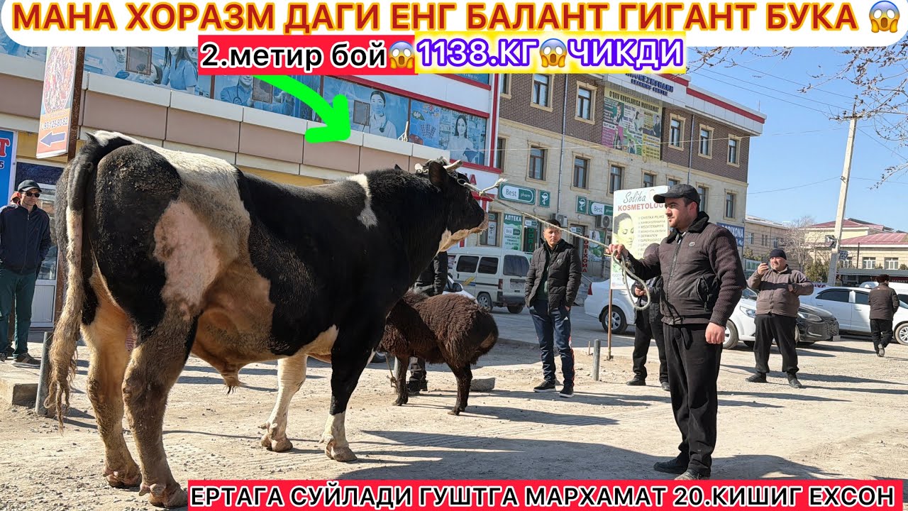 МАНА ХОРАЗМ ДАГИ ЕНГ БАЛАНТ ГИГАНТ БУКА СУЙЛАДИ 😱 ЕРТАГА ГУШТГА МАРХАМАТ 20.КИШИГА. ЕХСОН 10-Март