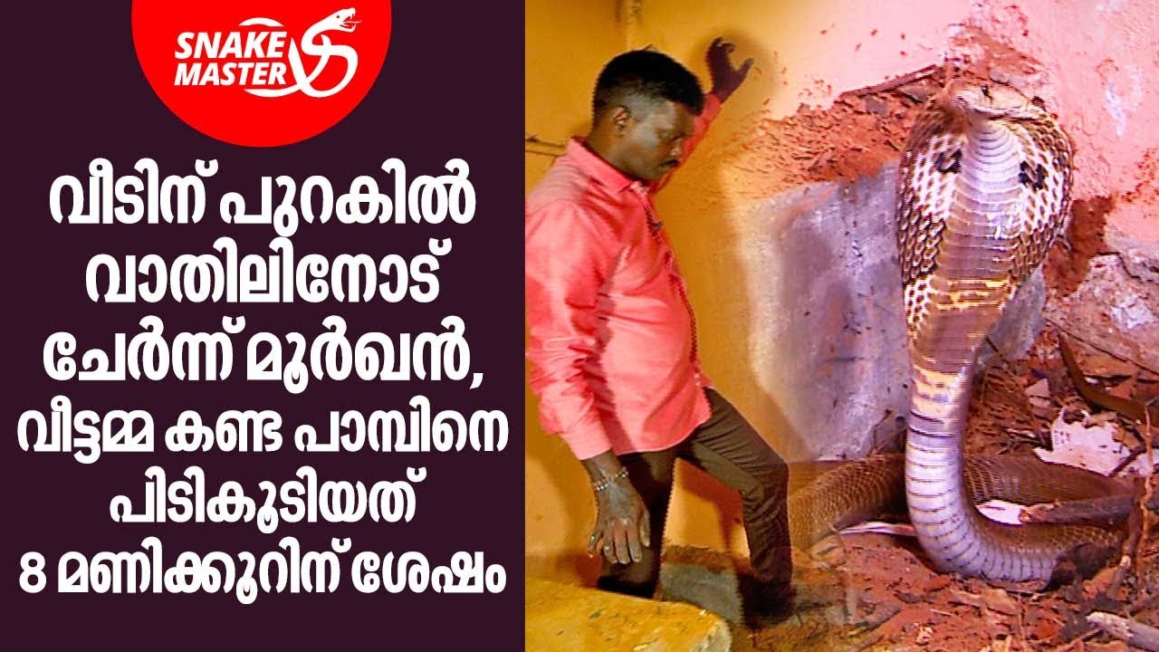 വീടിന് പുറകിൽ വാതിലിനോട് ചേർന്ന് മൂർഖൻ | Vava Suresh | Snakemaster EP 837