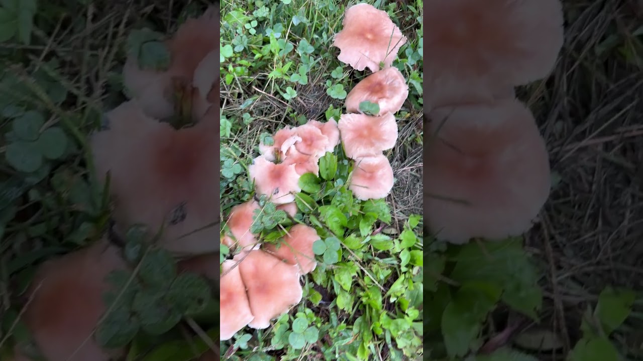 Today’s unknown mushroom find on the 