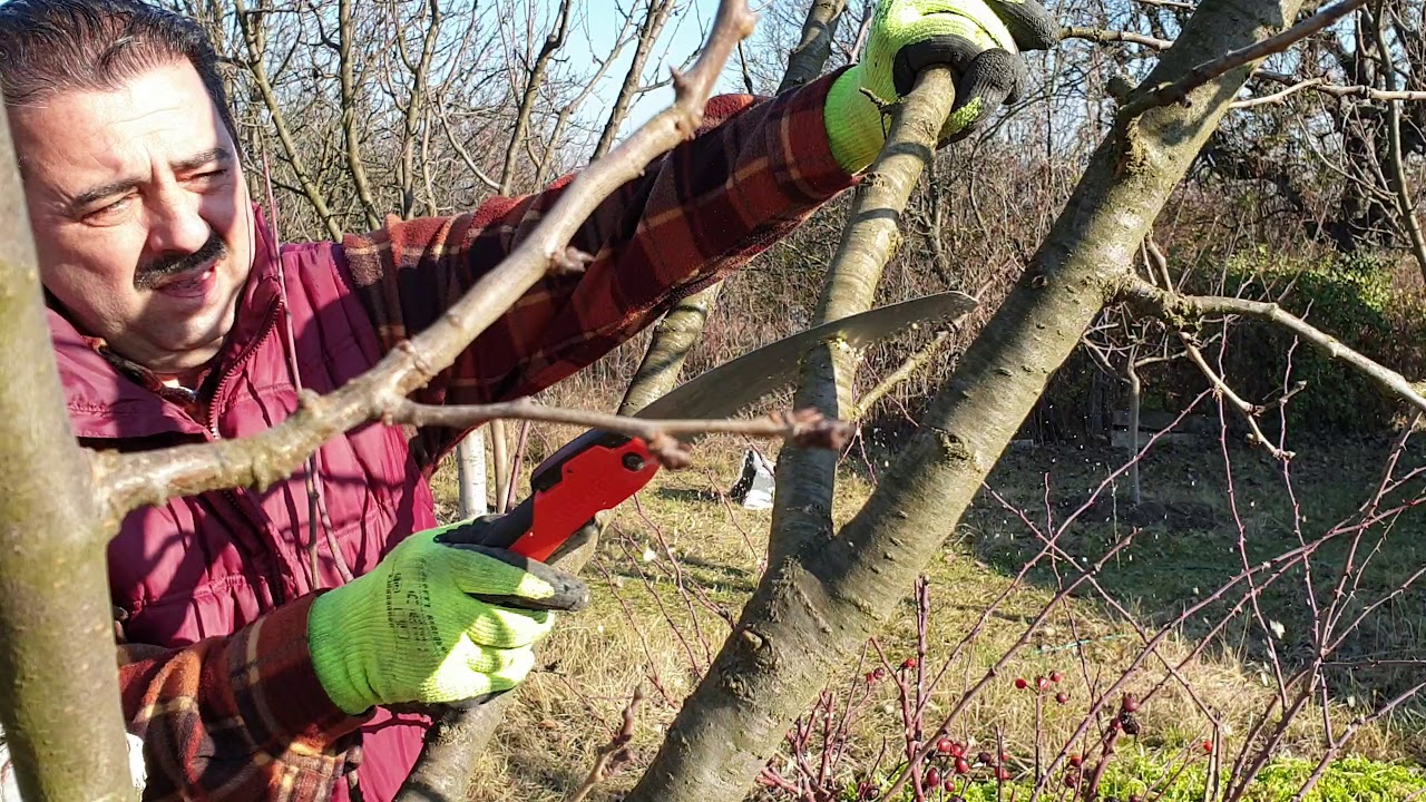 Taieri la prun forma de coroana vas ameliorat./Plum pruning 2020.