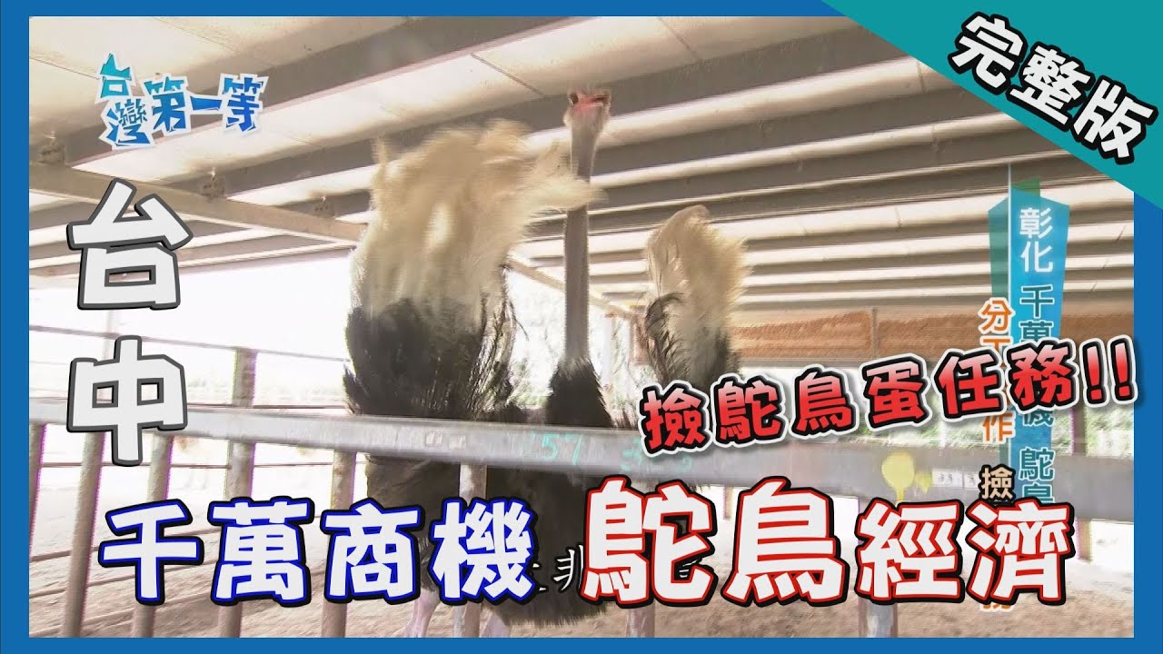 彰化【鴕鳥養殖千萬商機 / 蝴蝶王國復育博物館】│2017.08.01│《台灣第一等》216集完整版